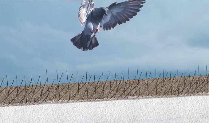  Bird spikes in Kakinada   
